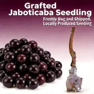 Jaboticaba Tree Live Plant Seedling Fruit Tree for Outdoor Garden Backyard Patio Container Planting Evergreen Fruit Tree Home Gardening Variety Easy Care Tropical Plant