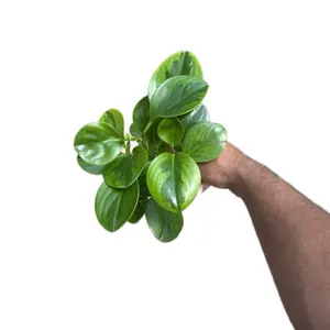 Peperomia “Lemon Lime” - 4 Inch