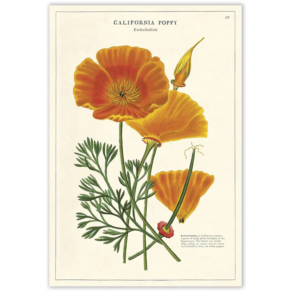 Cavallini Artistic Poppy Decorative Wrap Print, 20x28 in Italian Archival Paper for Room Wall Decoration (WRAP/Poppy)