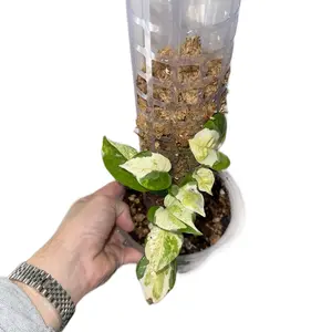 Epipremnum Aureum 'Japanese Global Pothos' - Fully R rooted, Highly V variegated - On Pole