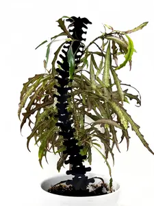 Spine Plant Trellis: Acrylic Support for Climbing Plants