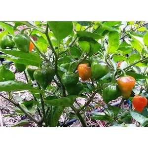 Pepper Seeds, Zambia hot Pepper, Open-pollinated Chili,Capsicum Annuum