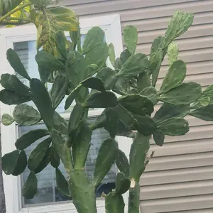 Raquette Cactus Leaves (Nopal, Prickly Pear)