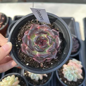 Echeveria ‘Americano’ (around 3'')- Bare Root Succulents - Terra Tales
