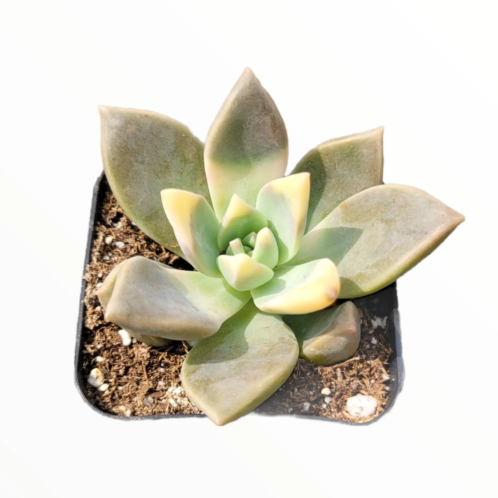 Graptopetalum paraguayense - Blue Haze Graptopetalum paraguayense - Blue Haze