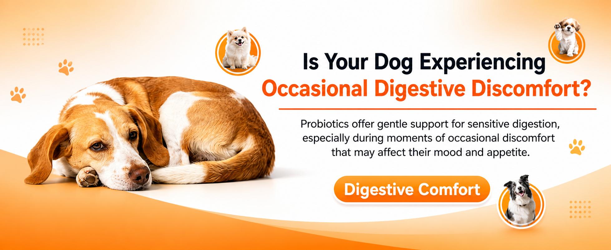 180ct Probiotics & Prebiotics for Dogs and Cats, 4-Strain Gut Health Soft Chews with a Triple Prebiotic Blend of FOS, GOS and Organic Inulin, Chicken Flavor 180ct Probiotics & Prebiotics for Dogs and Cats, 4-Strain Gut Health Soft Chews with a Triple Prebiotic Blend of FOS, GOS and Organic Inulin, Chicken Flavor