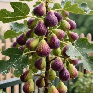 Mission Fig Tree Live Plant – Ficus carica, Perennial Fruit Tree, Hardy and Easy-to-Grow Starter Plant for Gardens & Yards