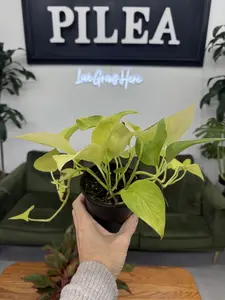 Neon Pothos – 4" Bright Chartreuse Vine, Easy-Care Trailing Houseplant