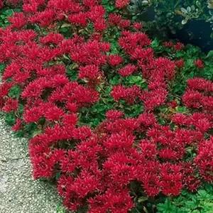 Sedum Spurium 'Summer Glory',SUCCULENT GROUND-COVER ! Perennial Stone-crop !