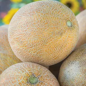 25 Cantaloupe Seeds Sweet Muskmelon Fruit for Home Garden Round Melons with Netted Skin Ideal for Summer Planting in Zones 7-10