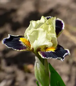 Bighorn Dwarf Bearded Iris - 1 Rhizome