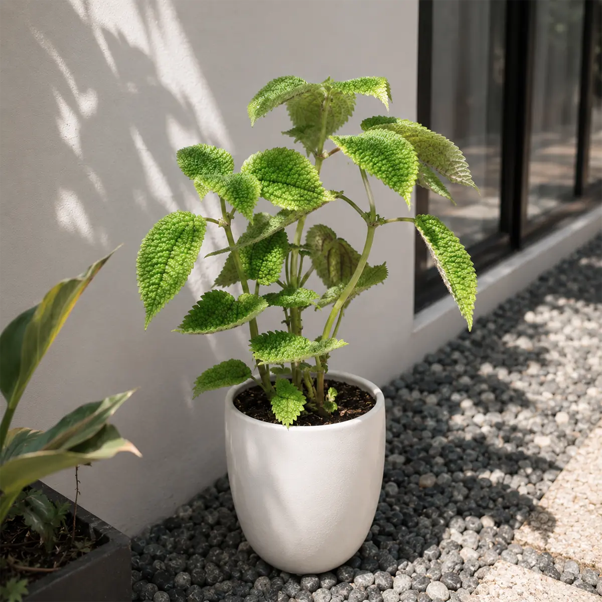 Pilea 'Moon Valley'