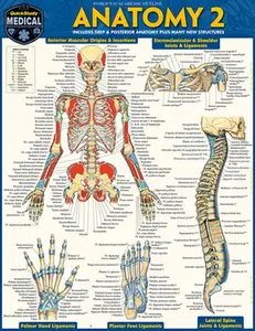Anatomy 2 - Reference Guide (8.5 X 11): A Quickstudy Laminated Reference Guide -- Vincent Perez, Poster