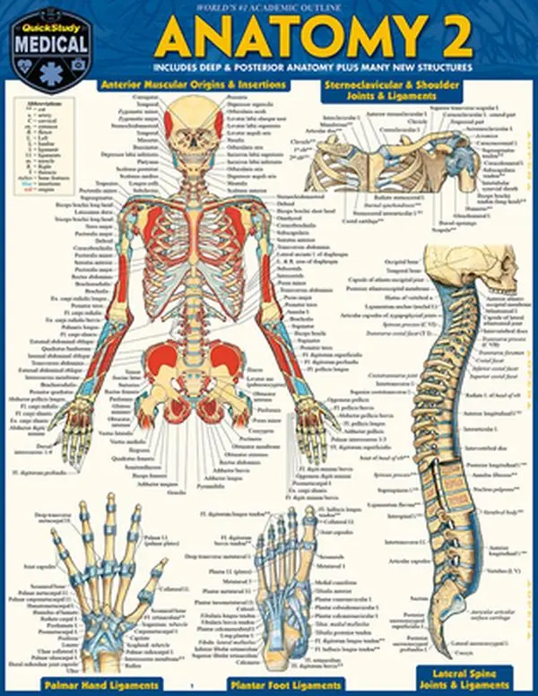 Anatomy 2 - Reference Guide (8.5 X 11): A Quickstudy Laminated Reference Guide -- Vincent Perez, Poster