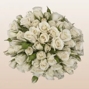 Champagne Majolika White Cream Spray Roses 12 Bunches 10 Stems  Fresh Flowers 40cm 3-4 Blooms Per Stem for DIY Wedding Arrangements