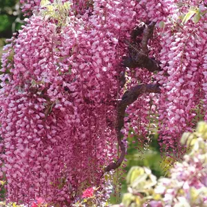Pink Wisteria - 4" Pot