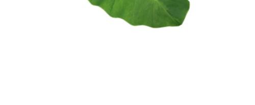 ALOHA The Taro Bar | 6 Bars | 14g Plant Protein, 10g Fiber, 3g Sugar | Taro + Macadamia Nuts | Vegan, Gluten-Free | Unique Hawaiian-Inspired Flavor Healthy