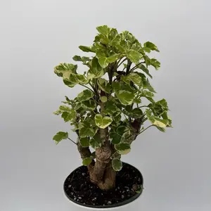 Aralia Balfouriana Variegated (pre-bonsai) 6" pot stump Live Tropical House Plant for Indoor Home Decoration