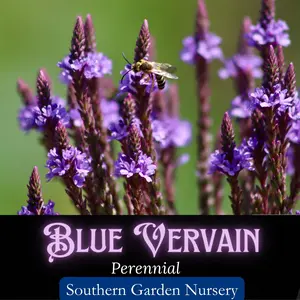 Blue Vervain Seeds, Native Wildflower Seeds, Medicinal Herb and Pollinator Garden Plant | 700 seeds | Verbena hastata