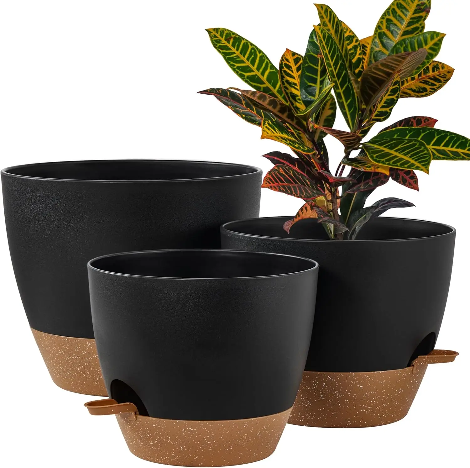 umbrella tree indoor plant Dwarf Umbrella Tree | Care Guide and Pro Tips - Delivery from Toronto  across Canada main image 1