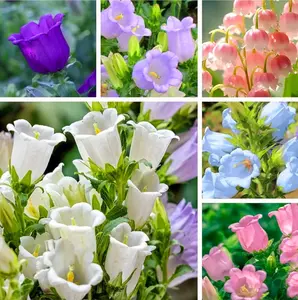 1200 Canterbury Bells Seeds, Campanula RainbowFragrant Deluxe Faerie Queen Variety,Elegant Rare Beauty Bellflower White