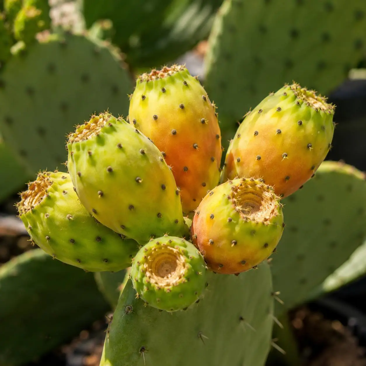 Prickly Pear Cactus Fruit Seeds, Sweet Edible Non-GMO, High Germination Indoor Outdoor Garden Plant Seeds