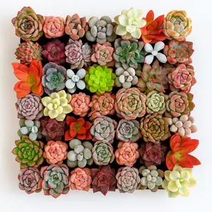 Collection of succulents, packaged 6/12/24 - Size options, 0.5-1.5”, Live succulent gift.