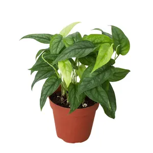 Monstera 'Siltepecana'