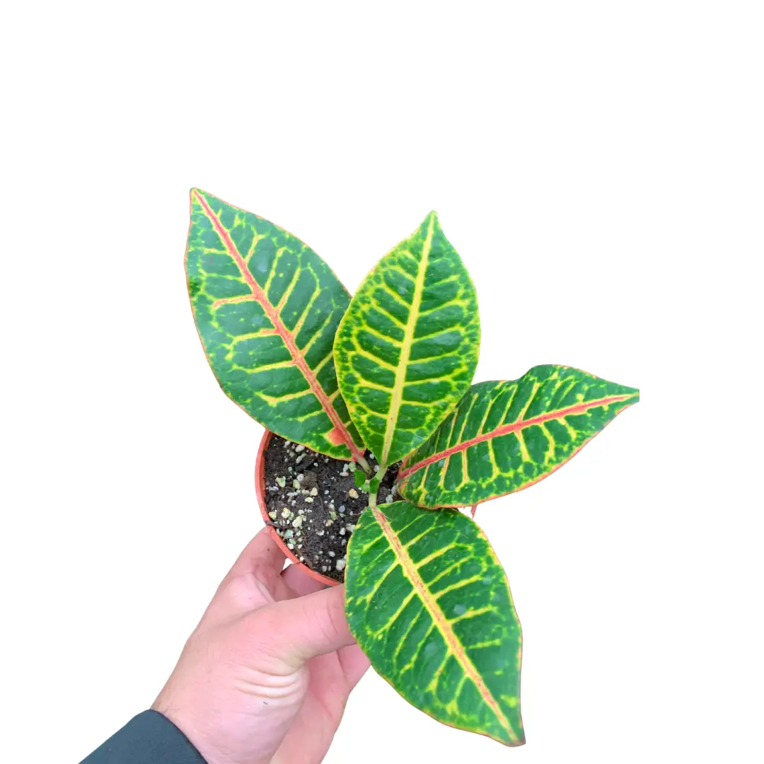 4" Croton Petra – Codiaeum Variegatum Petra – Live Plant