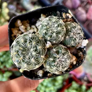 Bruch's Chin Cactus Clustered White Spined (Gymnocalycium bruchii)
