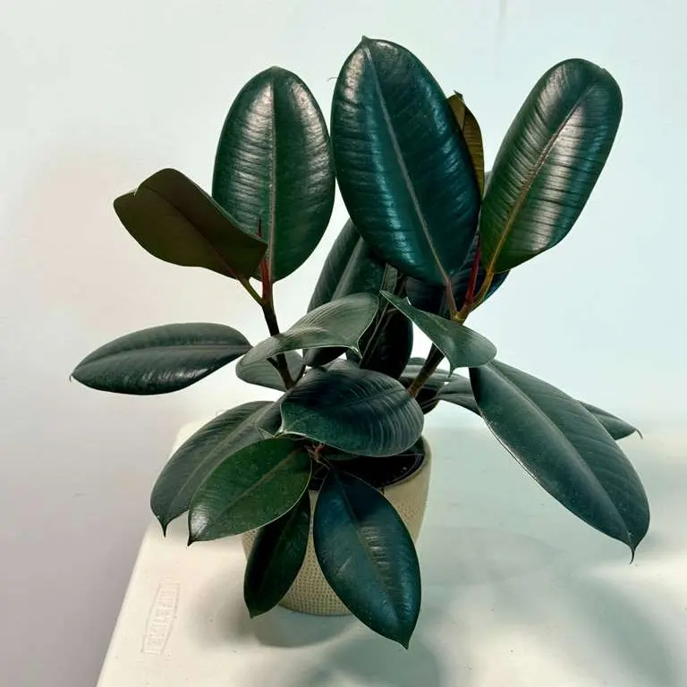 Rubber Tree in 6" Nursery Pot - Burgundy Ficus Elastica - Live Indoor Rubber Plant for Home & Office Decor - Low Light Starter Plant for Gift