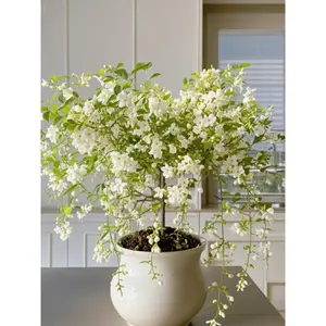 BUY 2 GET 1 FREEJasmine Seeds Bridal Veil High Germination Rate Nodding Clerodendron Easy to Grow Long Lasting Aroma for Home Garden Fragrant Blooms Rare Cascading Jasmine Perfect for Balconies & Indoor Pots