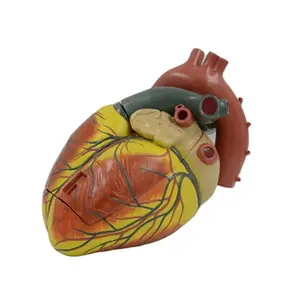 Enlarged Anatomical Human Heart Model (3 Parts)