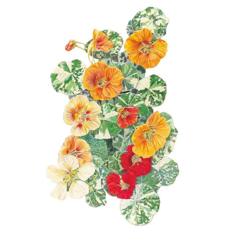 Alaska Variegated Nasturtium Seeds