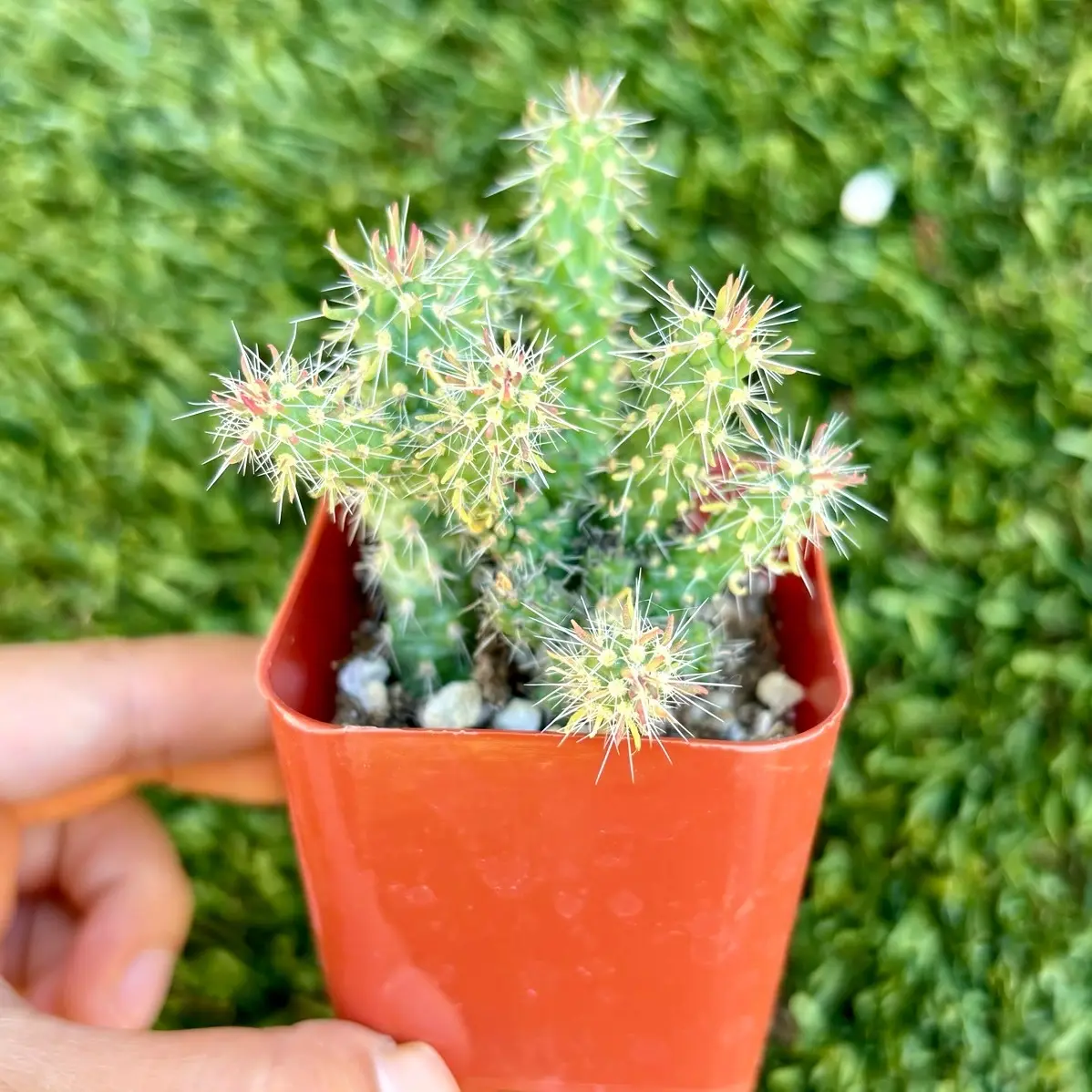 Eve’s needle 2” cactus