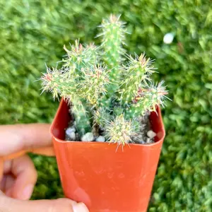 Eve’s needle 2” cactus