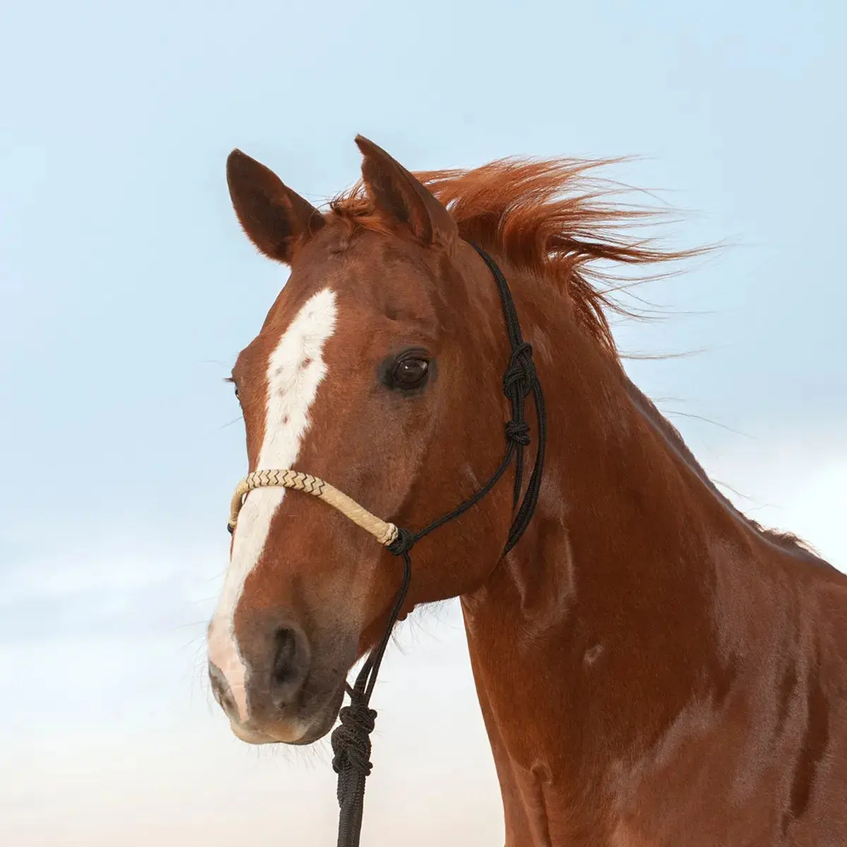Cashel Rawhide Halter — Braided Noseband with 9ft Lead
