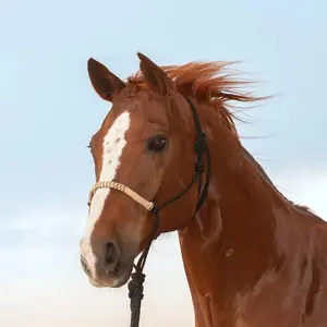 Cashel Rawhide Halter — Braided Noseband with 9ft Lead