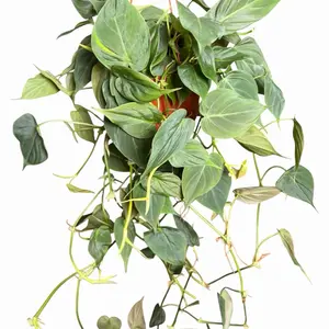 6" XL Philodendron Micans, Live Houseplant, Indoor Plant