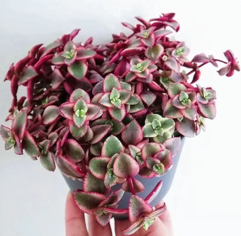 Pink Calico Kitten - Crassula Pellucida Variegata - Trailing Succulent - Live Plant in 4" Pot
