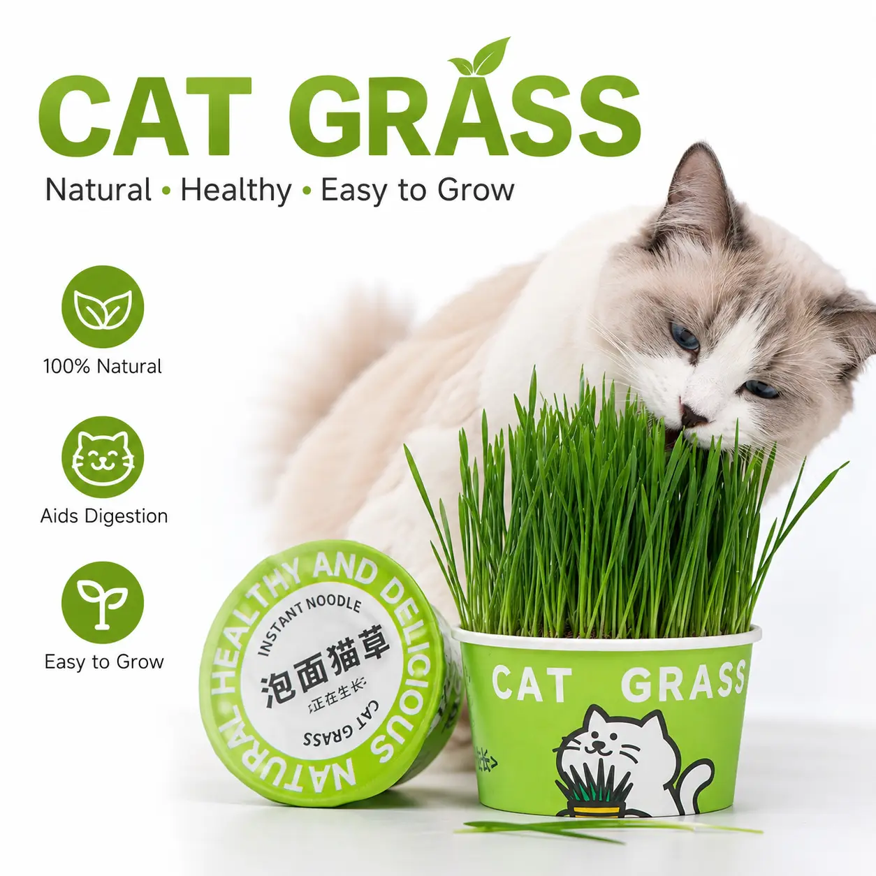 are banana plants toxic to cats - TikTok Shop