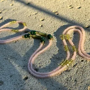 Jaded Rose Waistbead