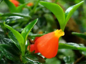 Set 2 Live Goldfish Plant - Columnea Nematanthus Plant - Clog Plant - 4 Inch Pot