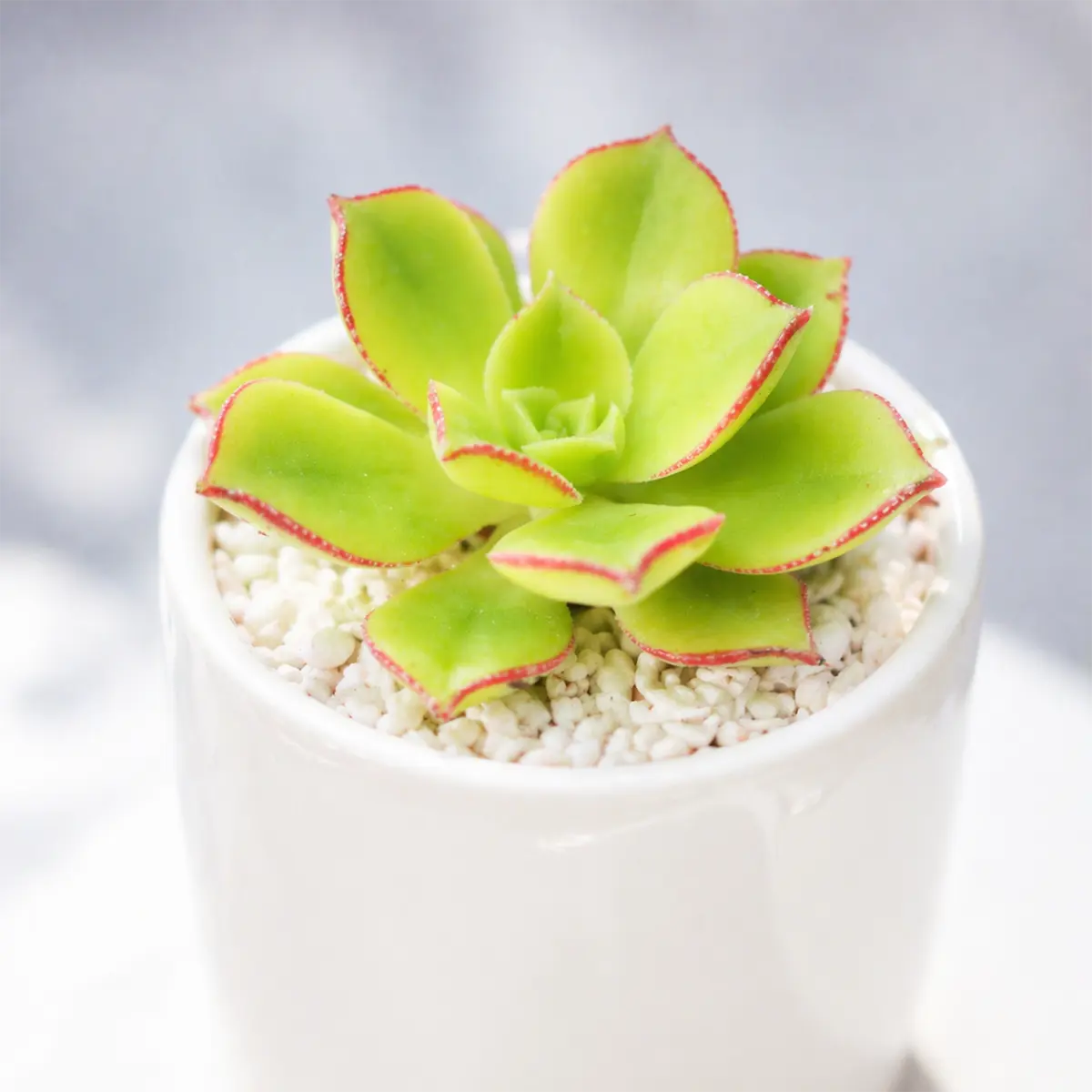 Aeonium lancerottense