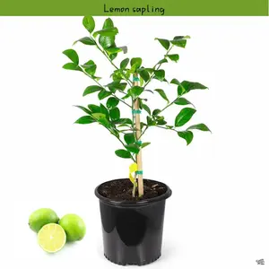 Indoor and outdoor potted lemon tree seedlings | Compact fruit trees for small gardens and courtyards