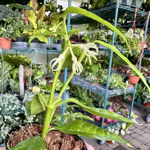 Hoya decipulae - really cool blooms - 4" pot