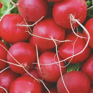 Heirloom Champion Radish Seeds - Organic and Regenerative Gardening Seeds