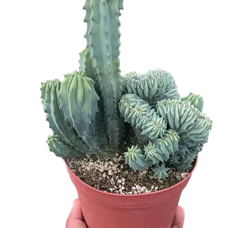 Crested Myrtillocactus | Rare Crested Cactus | 6” Pot | Collectors Plant