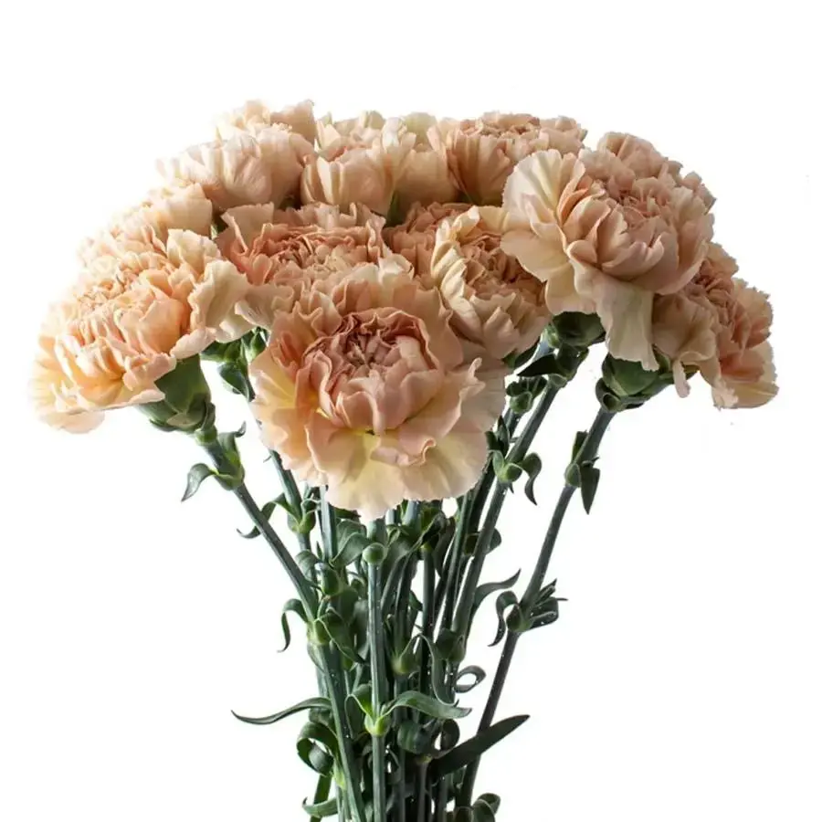 Carnation Lege Maronne