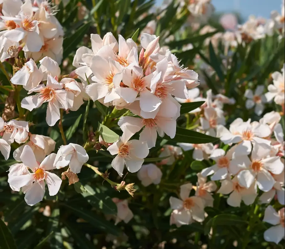 Salmon Oleander Plants Live for Planting, from 4 to 6 Inches Long, Dwaft Oleander Live Plant for Outdoor Garden Indoor Growing